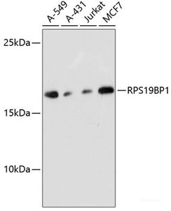 Western blot analysis of extracts of various cell lines using RPS19BP1 Polyclonal Antibody at dilution of 1:3000.