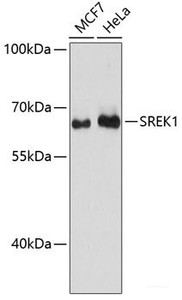 Western blot analysis of extracts of various cell lines using SREK1 Polyclonal Antibody at dilution of 1:3000.