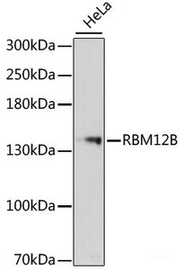 Western blot analysis of extracts of HeLa cells using RBM12B Polyclonal Antibody at dilution of 1:3000.
