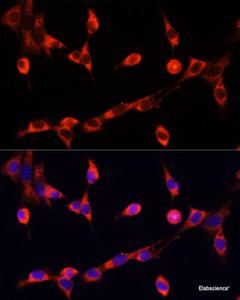 Immunofluorescence analysis of NIH/3T3 cells using CHAT Polyclonal Antibody at dilution of 1:100. Blue: DAPI for nuclear staining.