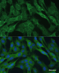 Immunofluorescence analysis of C6 cells using IDH1 Polyclonal Antibody at dilution of 1:100 (40x lens) . Blue: DAPI for nuclear staining.