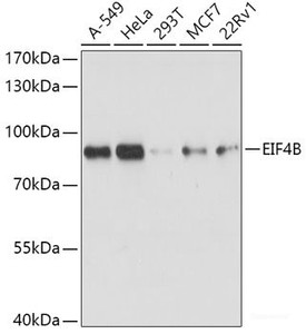 Western blot analysis of extracts of various cell lines using EIF4B Polyclonal Antibody at dilution of 1:1000.