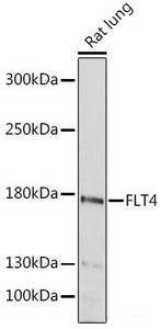 Western blot analysis of extracts of Rat lung using FLT4 Polyclonal Antibody at dilution of 1:1000.