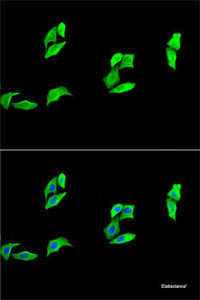 Immunofluorescence analysis of A-549 cells using MB Polyclonal Antibody