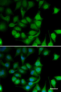 Immunofluorescence analysis of U2OS cells using POLR2H Polyclonal Antibody