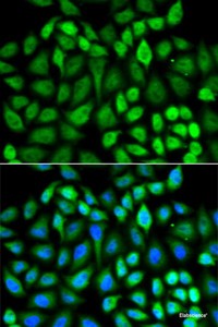 Immunofluorescence analysis of U2OS cells using MAPK3 Polyclonal Antibody