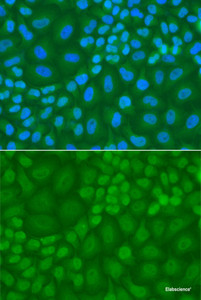 Immunofluorescence analysis of A549 cells using TDG Polyclonal Antibody