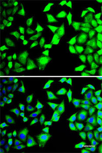 Immunofluorescence analysis of MCF7 cells using EIF3H Polyclonal Antibody