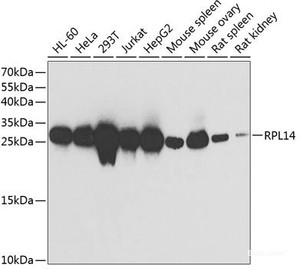 Western blot analysis of extracts of various cell lines using RPL14 Polyclonal Antibody at dilution of 1:1000.