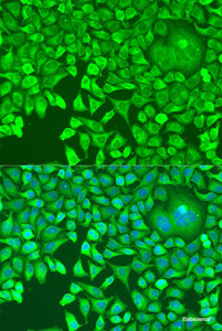 Immunofluorescence analysis of U2OS cells using pum1 Polyclonal Antibody at dilution of 1:100. Blue: DAPI for nuclear staining.