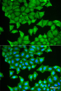 Immunofluorescence analysis of HeLa cells using PTGES3 Polyclonal Antibody