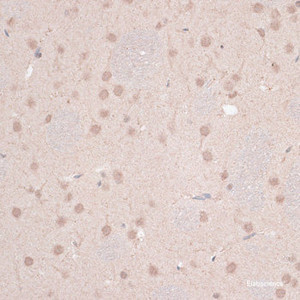 Immunohistochemistry of paraffin-embedded Rat brain using ZNF346 Polyclonal Antibody at dilution of 1:100 (40x lens) .