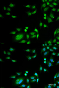 Immunofluorescence analysis of A549 cells using INTS10 Polyclonal Antibody