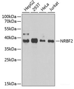 Western blot analysis of extracts of various cell lines using NRBF2 Polyclonal Antibody at dilution of 1:1000.