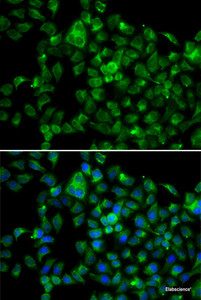 Immunofluorescence analysis of A549 cells using NAT8B Polyclonal Antibody