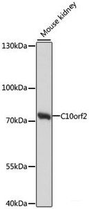 Western blot analysis of extracts of Mouse kidney using C10orf2 Polyclonal Antibody at dilution of 1:1000.