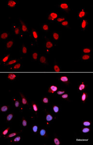 Immunofluorescence analysis of U2OS cells using RAD18 Polyclonal Antibody