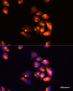 Immunofluorescence analysis of Hela cells using TIM-3/HAVCR2 Polyclonal Antibody at dilution of 1:100 (40x lens) . Blue: DAPI for nuclear staining.