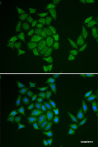 Immunofluorescence analysis of HeLa cells using AMPD3 Polyclonal Antibody