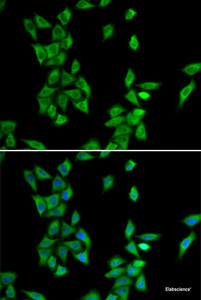 Immunofluorescence analysis of HeLa cells using ANXA4 Polyclonal Antibody