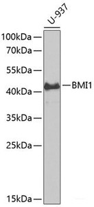 Western blot analysis of extracts of U-937 cells using BMI1 Polyclonal Antibody at dilution of 1:1000.