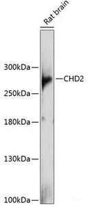 Western blot analysis of extracts of Rat brain using CHD2 Polyclonal Antibody at dilution of 1:1000.