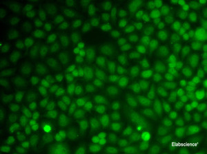 Immunofluorescence analysis of A549 cells using GADD45A Polyclonal Antibody