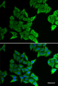 Immunofluorescence analysis of HeLa cells using GJA5 Polyclonal Antibody