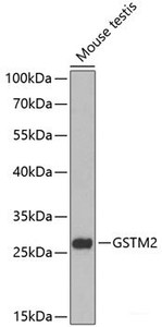 Western blot analysis of extracts of Mouse testis using GSTM2 Polyclonal Antibody at dilution of 1:1000.