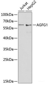 Western blot analysis of extracts of various cell lines using AGFG1 Polyclonal Antibody at dilution of 1:1000.