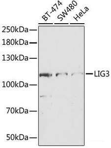 Western blot analysis of extracts of various cell lines using LIG3 Polyclonal Antibody at dilution of 1:1000.