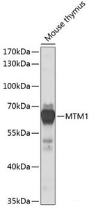 Western blot analysis of extracts of Mouse thymus using MTM1 Polyclonal Antibody at dilution of 1:1000.