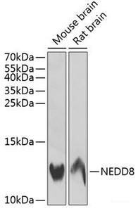 Western blot analysis of extracts of various cell lines using NEDD8 Polyclonal Antibody at dilution of 1:1000.