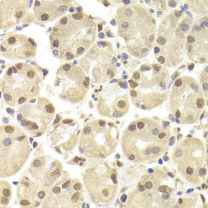 Immunohistochemistry of paraffin-embedded Human stomach using POU2F1 Polyclonal Antibody at dilution of 1:100 (40x lens) .