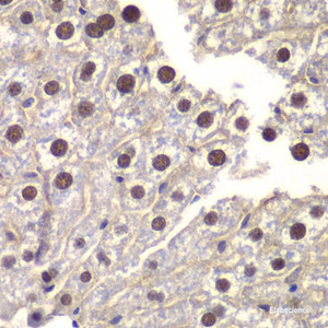 Immunohistochemistry of paraffin-embedded Mouse liver using ST14 Polyclonal Antibody at dilution of 1:200 (40x lens) .