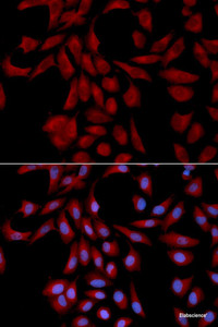 Immunofluorescence analysis of U2OS cells using UBE2I Polyclonal Antibody