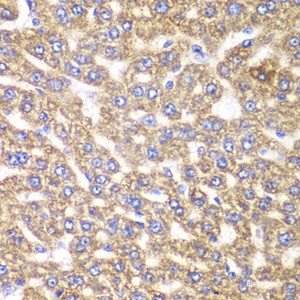 Immunohistochemistry of paraffin-embedded Rat liver using UGDH Polyclonal Antibody at dilution of 1:100 (40x lens) .