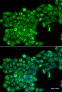 Immunofluorescence analysis of MCF-7 cells using TNFSF13 Polyclonal Antibody