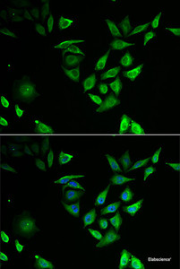 Immunofluorescence analysis of U2OS cells using NUTF2 Polyclonal Antibody