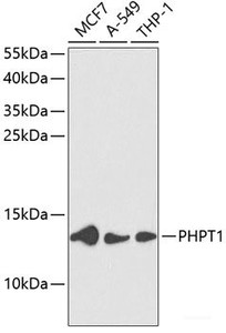 Western blot analysis of extracts of various cell lines using PHPT1 Polyclonal Antibody at dilution of 1:1000.