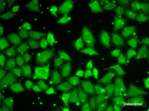 Immunofluorescence analysis of U2OS cells using MLST8 Polyclonal Antibody