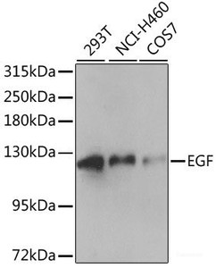 Western blot analysis of extracts of various cell lines using EGF Polyclonal Antibody at dilution of 1:1000.