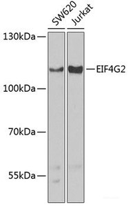 Western blot analysis of extracts of various cell lines using EIF4G2 Polyclonal Antibody at dilution of 1:1000.