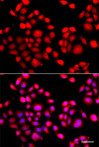 Immunofluorescence analysis of A549 cells using PRDM14 Polyclonal Antibody