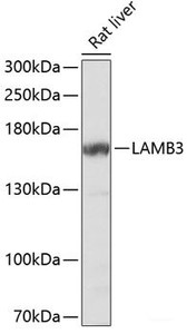 Western blot analysis of extracts of Rat liver using LAMB3 Polyclonal Antibody at dilution of 1:1000.