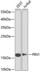 Western blot analysis of extracts of various cell lines using PIN1 Polyclonal Antibody at dilution of 1:1000.