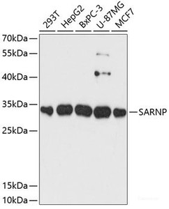 Western blot analysis of extracts of various cell lines using SARNP Polyclonal Antibody at dilution of 1:3000.