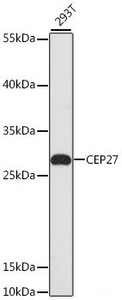 Western blot analysis of extracts of 293T cells using CEP27 Polyclonal Antibody at dilution of 1:3000.