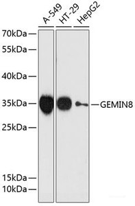 Western blot analysis of extracts of various cell lines using GEMIN8 Polyclonal Antibody at dilution of 1:3000.