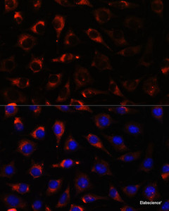 Immunofluorescence analysis of L929 cells using CYP17A1 Polyclonal Antibody at dilution of 1:100. Blue: DAPI for nuclear staining.